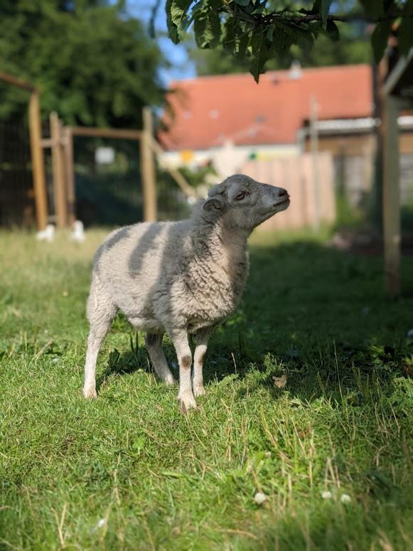 Helenes Ferienwohnung Auf Dem Bauernhof - Lausitzer Seenland Lauta Екстер'єр фото