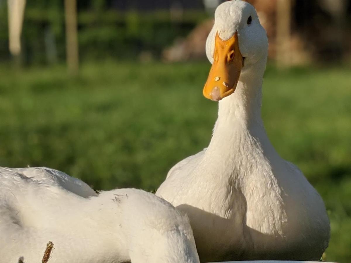 Helenes Ferienwohnung Auf Dem Bauernhof - Lausitzer Seenland Lauta Екстер'єр фото