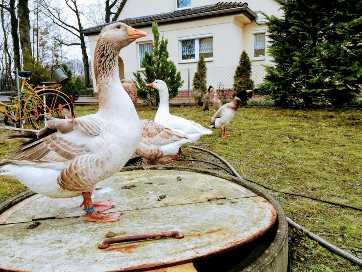 Helenes Ferienwohnung Auf Dem Bauernhof - Lausitzer Seenland Lauta Екстер'єр фото